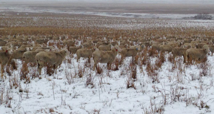 750x400found-sheep