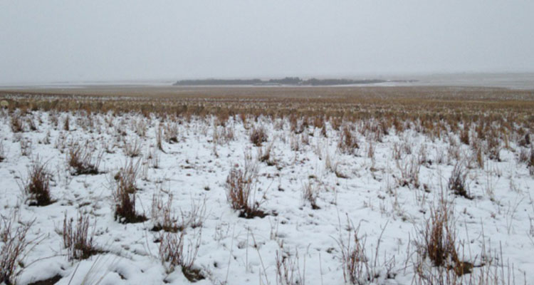 Liezel Kennedy could hardly find her sheep because they were so well camouflaged. (Liezel Kennedy/Twitter)