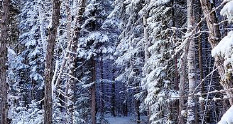 Jay Brown says he enjoys winter hiking like at the Candle Lake Provincial Park (Jay Brown/SaskHiker)