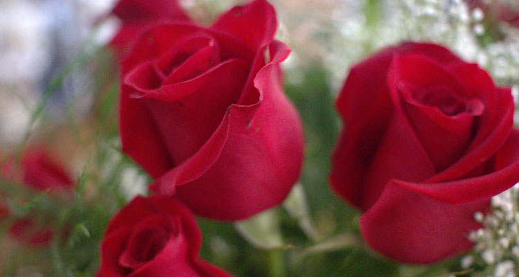 750x400rose