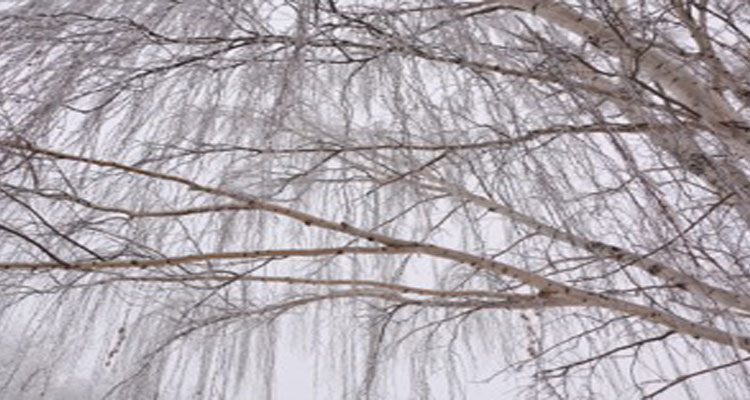 750x400weeping-willow