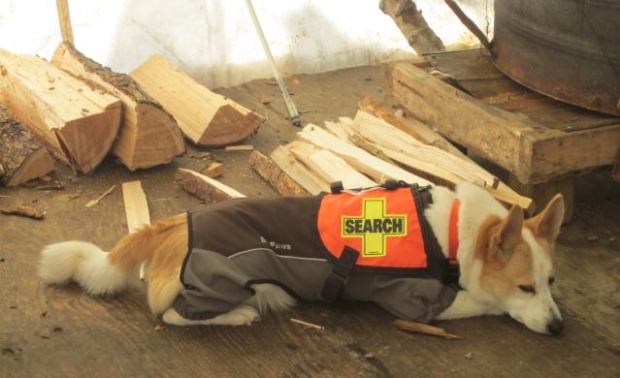 CASDDA is a not-for-profit, volunteer organization which trains and deploys dogs and their handlers for search and rescue missions locally, nationally and internationally. (CASDDA/Facebook)