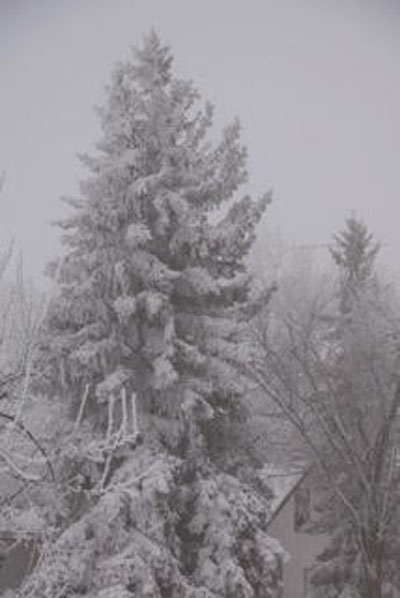tall-tree