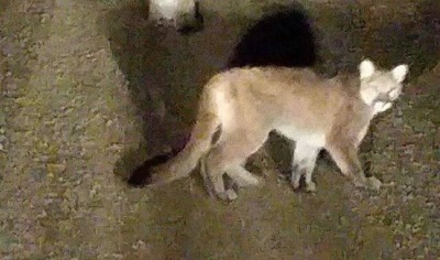 Cougars have been recently spotted near Maple Creek, Piapot and the Cypress Hills. (Image Courtesy of Swift Current Online)