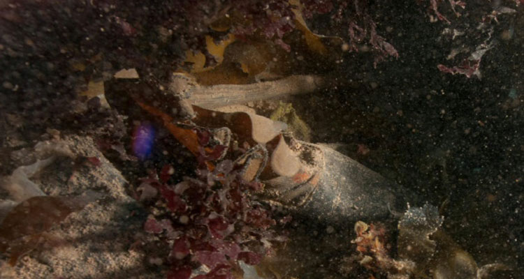 A boot was among the artifacts found during last summer's search of the wreck of HMS Erebus. (Parks Canada)