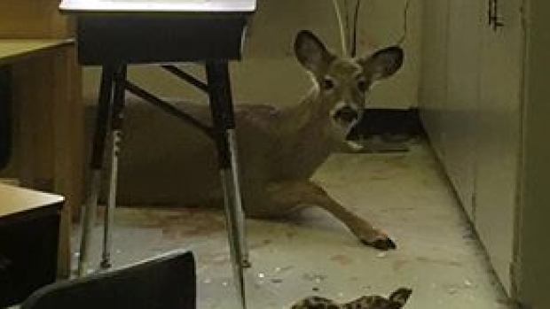 A deer jumped through a window at a school in Saskatchewan. (St. Brieux School )
