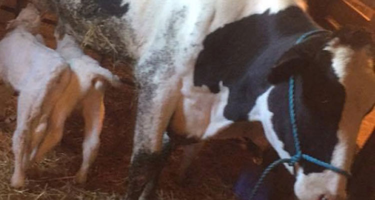To help the calves feed, the Lamports brought in another milk cow. (Kayla Lamport) -Image Courtesy of CBC News