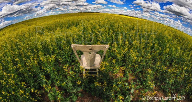 The Prairie Chair in a canola field (Courtesy of  Brenda Cardiff)