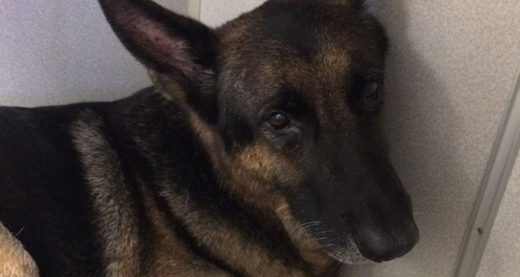Image Courtesy of GoFundMe page