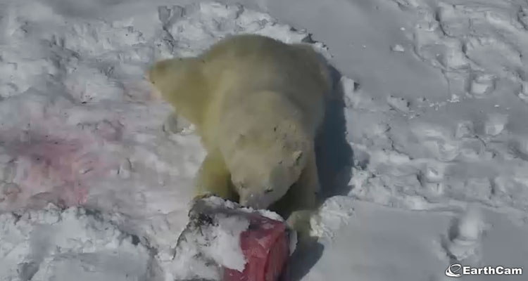  Henry the polar bear plays with his meat popsicle at the Cochrane Polar Bear Habitat in Cochrane, Ont. on April 13, 2016. (EarthCam)