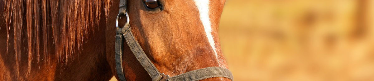 horse3