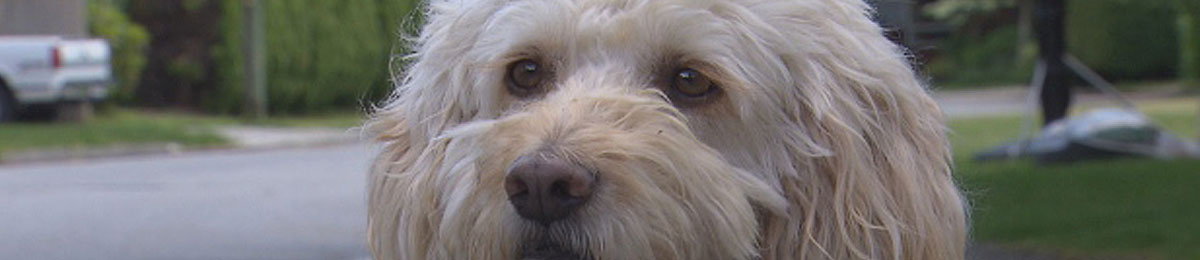Image Courtesy of CBC News 