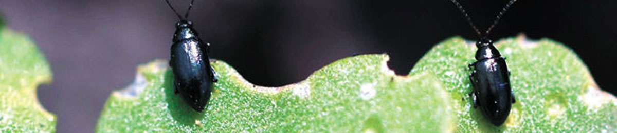 Image Courtesy of Western Producer 