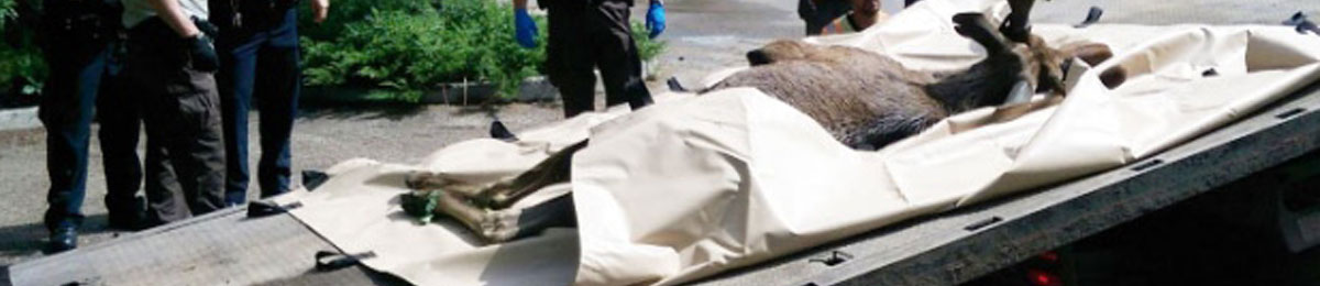 Image courtesy of Alec Salloum/CBC